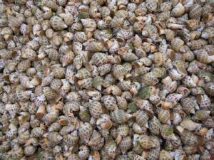 方斑鬘螺 方斑鬘螺