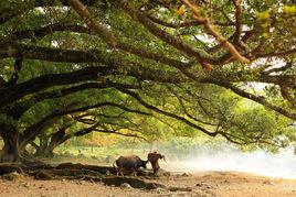 農婦與鶩 農婦與鶩