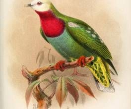 白頭果鳩 白頭果鳩