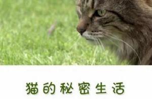 貓的秘密生活 貓的秘密生活