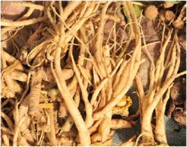 土黨參 土黨參