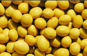 生氰糖苷 生氰糖苷