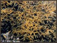 縊江蘺的藻體外形