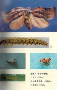 柑桔黃卷蛾 柑桔黃卷蛾