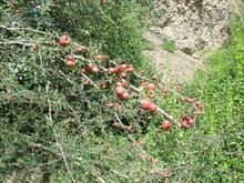 細梗薔薇 細梗薔薇