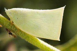 白蛾蠟蟬 白蛾蠟蟬