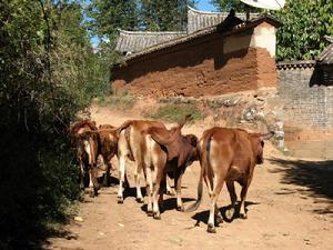宣化關村發展重點-養殖業