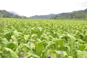 扶羅鎮平溪河畔千畝烤菸