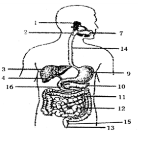 物理性消化 物理性消化
