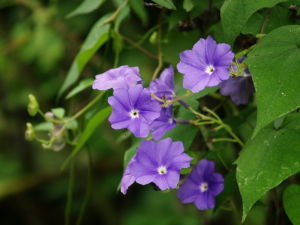 藏飛蛾藤 藏飛蛾藤