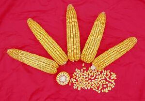 中農大361 中農大361