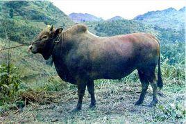 文山黃牛 文山黃牛