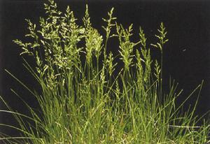 草地早熟禾 草地早熟禾