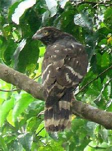 黑長尾鵟 黑長尾鵟