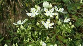 寬絲獐牙菜 寬絲獐牙菜