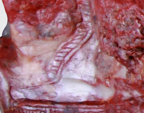 古閩人生活的這片閩江灘涂地