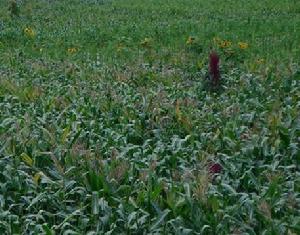 大源村[福建三明永安市曹遠鎮大源村]