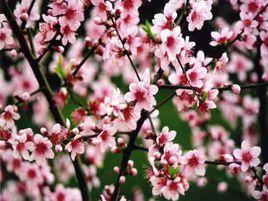 分宜桃花洞 分宜桃花洞