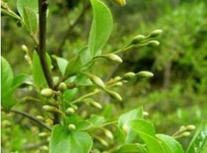 抱莖葉白花龍 抱莖葉白花龍