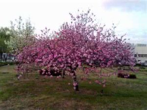 開花指數 開花指數