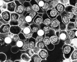 細胞起源 細胞起源