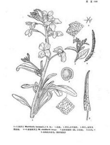 新疆紫羅蘭變種 新疆紫羅蘭變種