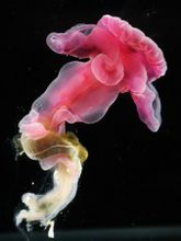 深海玉鉤蟲