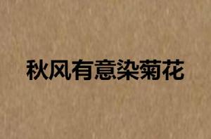 秋風有意染菊花 秋風有意染菊花