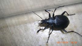 大星步甲 大星步甲