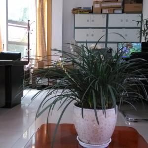 茶語清心 茶語清心