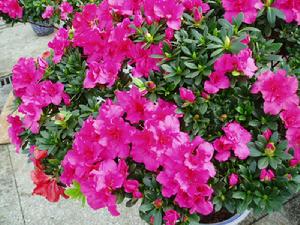 鷓鴣杜鵑 鷓鴣杜鵑