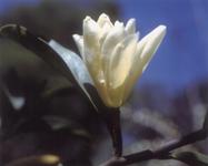 晚春含笑[含笑屬植物]