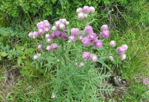 普蘭風毛菊 普蘭風毛菊