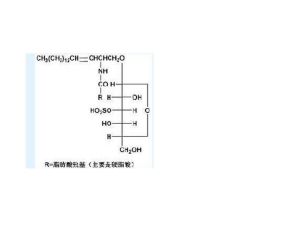 硫酸腦苷脂 硫酸腦苷脂