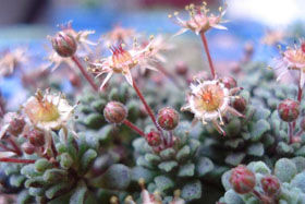 單花景天 單花景天