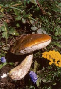 大孢粘滑菇 大孢粘滑菇