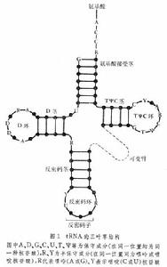 轉移核糖核酸 轉移核糖核酸
