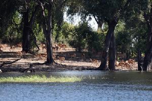 波札那國家動物園 波札那國家動物園