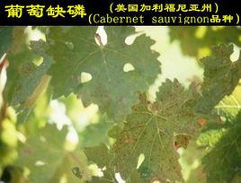 葡萄缺磷症 葡萄缺磷症