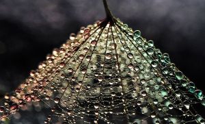 絢麗的水珠微距攝影