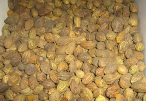 阿育魏實 阿育魏實