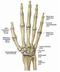 腕骨間關節 腕骨間關節