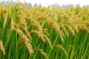 遼星12號 遼星12號