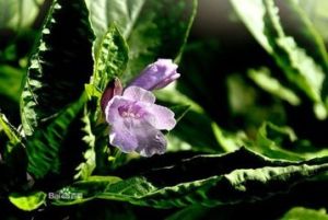 串花馬藍 串花馬藍