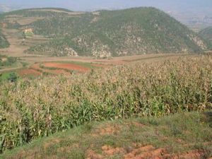 大松棵自然村 大松棵自然村