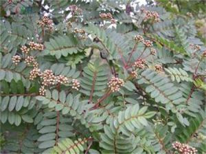 侏儒花楸 侏儒花楸