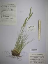 達烏里羊茅 達烏里羊茅