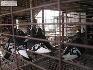 試錯學習 試錯學習