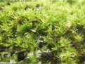 狹葉羽枝青蘚 狹葉羽枝青蘚