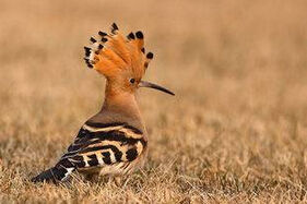 阿拉伯啄木鳥 阿拉伯啄木鳥